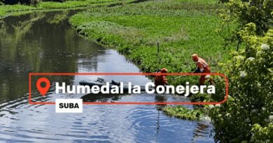 Intervienen 1.720 m² del Humedal La Conejera para proteger su ecosistema